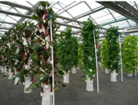 Hydrokultur-Anbausystem Vertikales Landwirtschafts-Aeroponik-Turm-Pflanzsystem mit Wachstumslicht